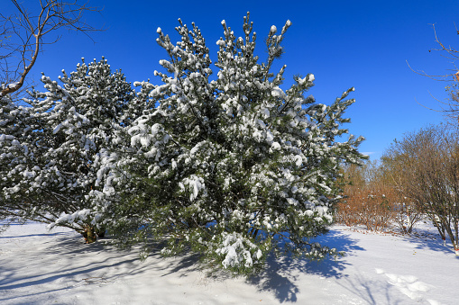 coniferous forest in snow, North China