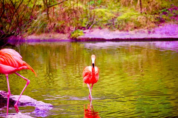 Caribbean flamingos on a lake in winter with reflection