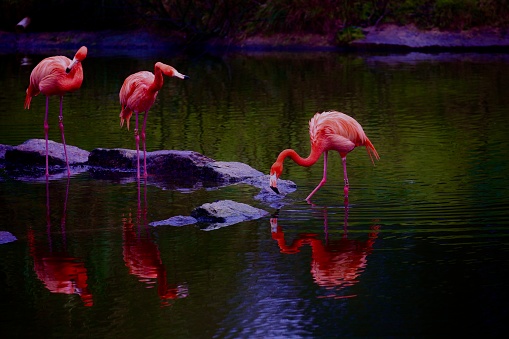 Caribbean flamingos on a lake in winter with reflection