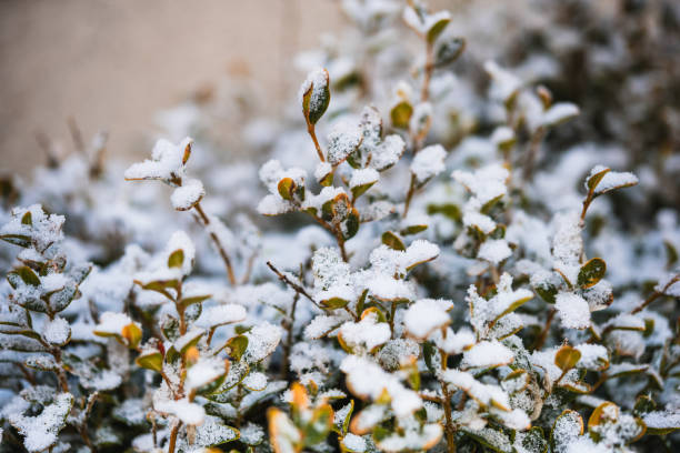 Free Stock Photo of Close Up of Plant Covered in Snow | Download Free ...