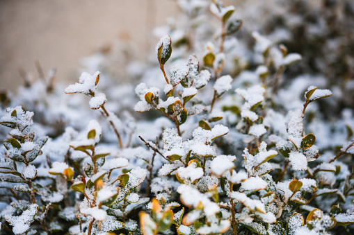 Green bush covered with white snow in winter. Frosty nature background