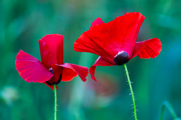 Red poppies in the field, close-up, macro