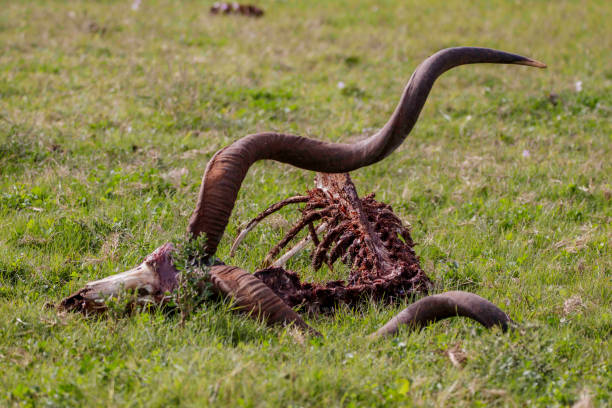 An unfortunate Kudu picked clean at Addo Elephant Park