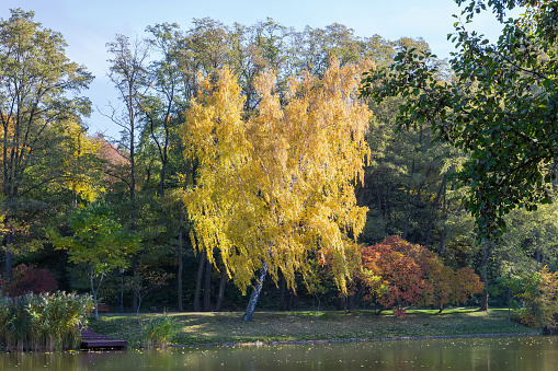 Birch with autumn yellow leaves growing on the lake shore in park with alder branches on a foreground