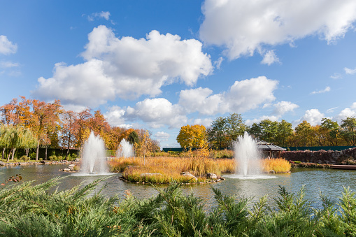 Fountains on pond around the small island overgrown with dry reed with juniper bushes on a foreground in autumn park against the sky in sunny day
