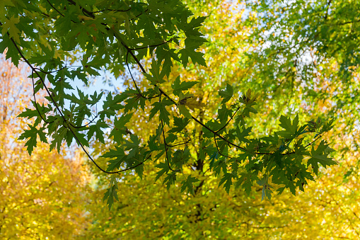 Branch of the silver maple with green leaves against other trees with yellow leaves in autumn park in shade