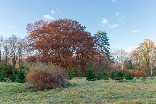 Section of the autumn park with bushes and young spruces on glade on a foreground at evening