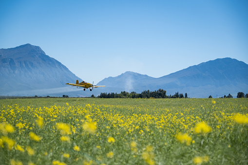 Shot of a yellow Crop duster spraying the Canola fields near Tulbagh in the Western Cape