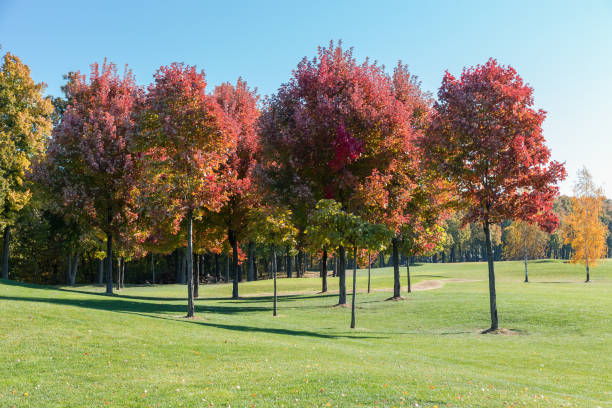 Group of Acer rubrum trees, also known as red maples with bright red autumn leaves growing on a lawn edge against the forest and sky in park in sunny day