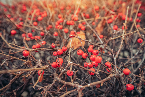 vibrant hues of autumn with a close-up of red berries adorning a bush, adding a splash of seasonal beauty to the winter landscape.