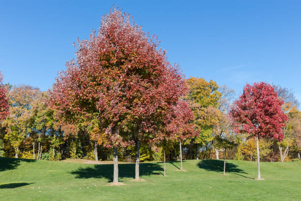 istock Red maples with autumn leaves on lawn edge in park 2035020544