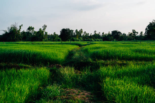Very Beautiful nature in asia