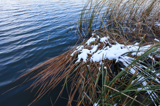 The snow covered cattail is by the river, North China