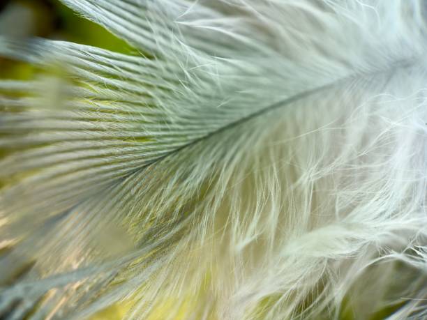 istock Extreme close up of feather 2035032937