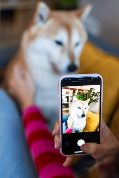 istock Capturing Dog's Portrait on Phone 2035032964