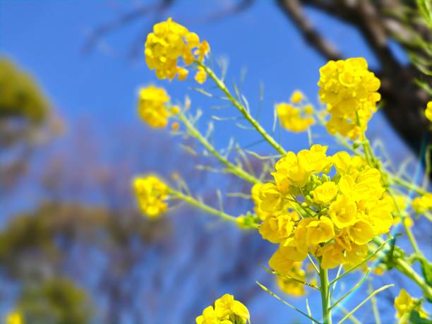 istock Rapeseed flowers found during a walk 2035044032