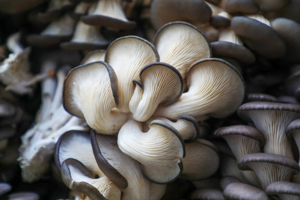 istock Edible fungi in breeding shed, North China 2035048253
