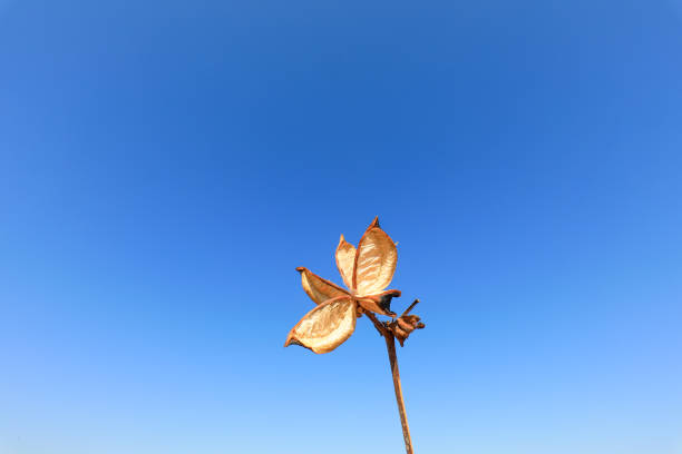 Cotton calyx in blue sky background