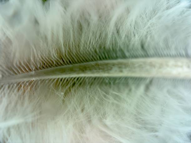 istock Extreme close up of feather 2035049122
