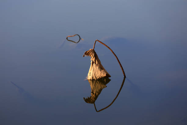 Broken lotus leaf plants on the water, North China