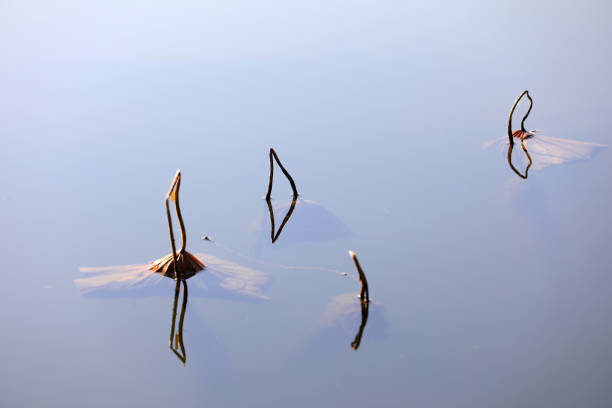 Broken lotus leaf plants on the water, North China