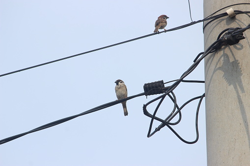 The bird perched on the high-pressure electric cable in front of the house. This bird has a brown body with a white neck and a small black beak