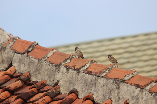 Several small brown birds with black beaks are playing on the roof of a house made of orange clay in a cloudy sky