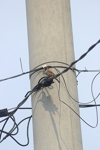 The bird perched on the high-pressure electric cable in front of the house. This bird has a brown body with a white neck and a small black beak