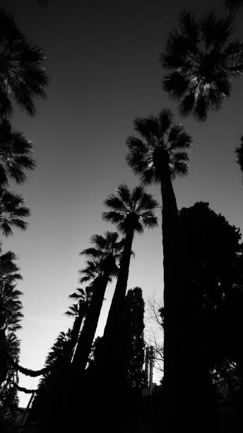 istock trees on city life 2035086608