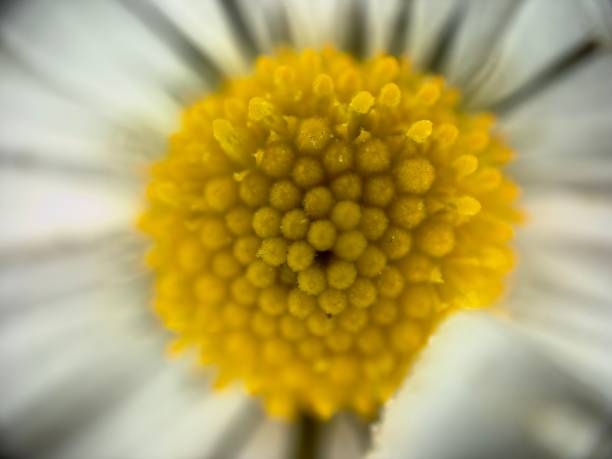 Extreme close up of daisy