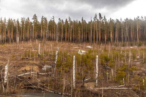 istock Forest in early spring. Early spring forest. Early spring forest. First warm days 2035087135