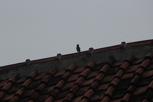 Silhouette photo of a bird perched on the tile roof of a resident's house. The bird has its back to the camera, looking at the Horizon