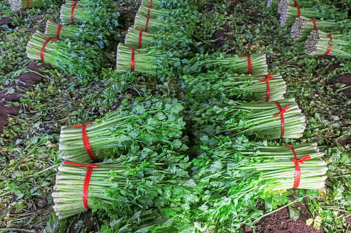 Bundles of fresh celery are in the greenhouse, North China