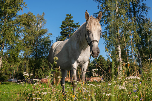 A gray horse grazing in a pasture on an early summer morning. Farming, breeding horses.