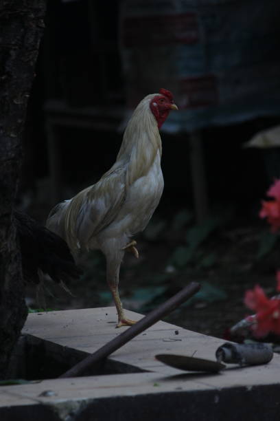 istock white chicken writhed after being exposed to rain 2035095580