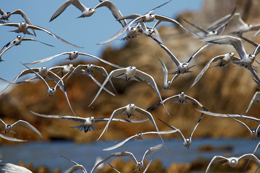 A flock of terns take off after roosting for the night