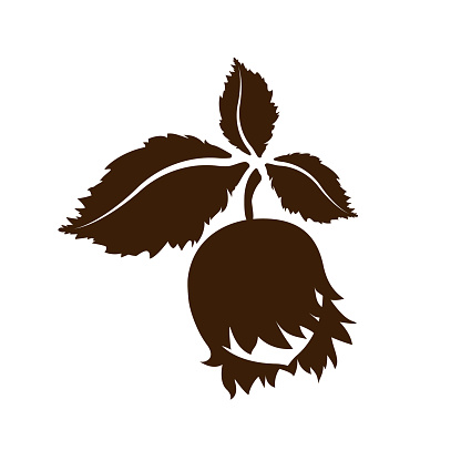 Hazelnut icon isolated.  art leaves and fruits.