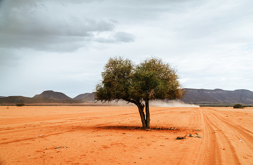 sand track on the namibian desert