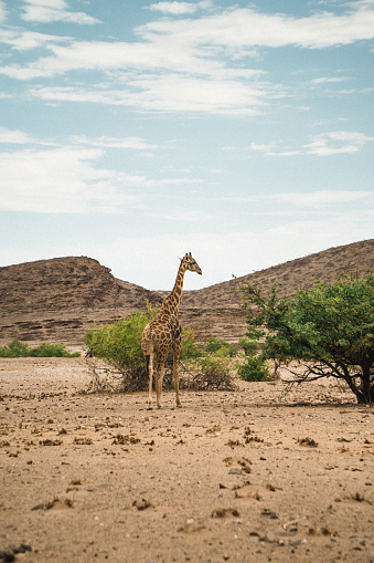 solo giraffe in Namibia