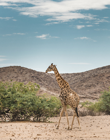 solo giraffe in Namibia