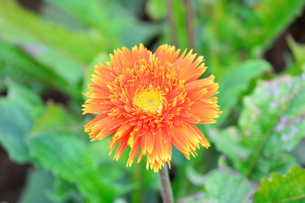 beautiful gerberas are in the greenhouse, north china - out of season fotografías e imágenes de stock