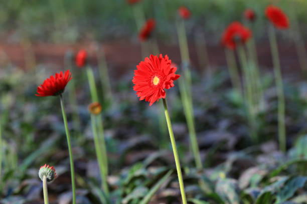 hermosas gerberas están en el invernadero, norte de china - out of season fotografías e imágenes de stock