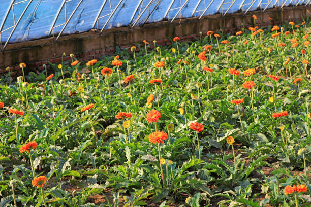 hermosas gerberas están en el invernadero, norte de china - out of season fotografías e imágenes de stock