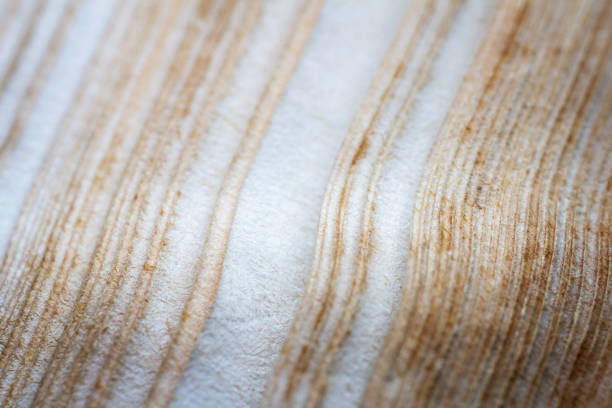 Extreme closeup of an old book from the side. Selective soft focus, shallow depth of field. Bibliophile, bookworm abstract background