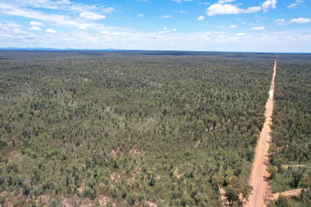 istock Pilliga forest in Australia 2035123946