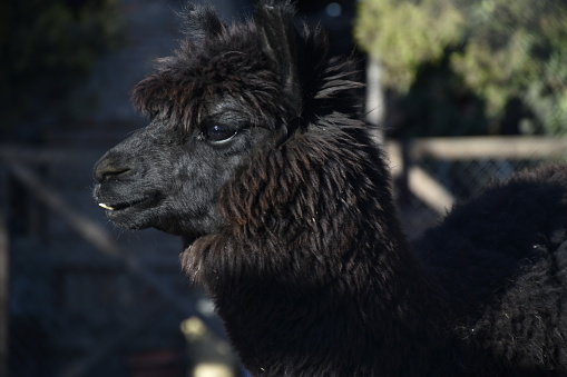 Portrait of a black alpaca.
