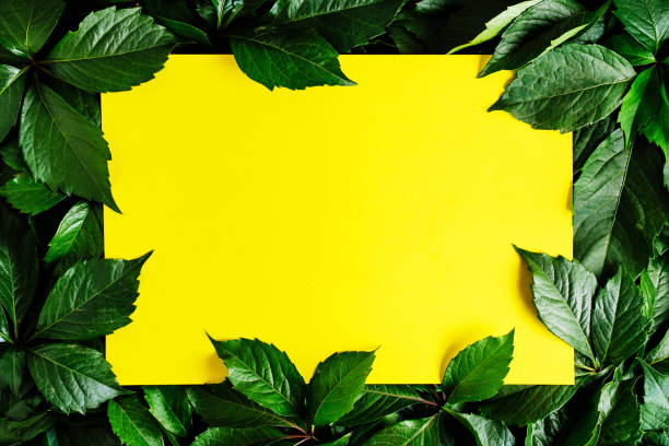 istock Yellow background with green foliage. 2035126445