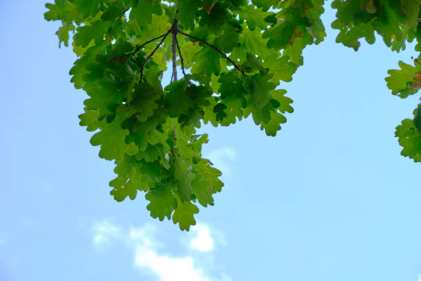 Oak branch with green foliage against blue sky