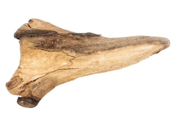 istock Piece of driftwood isolated on white 2035129686