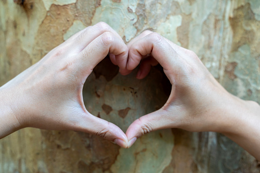 A couple making a heart shape with their hands on a tree trunk. Two hands forming a heart shape in front of a tree. A symbol of love and affection in nature.